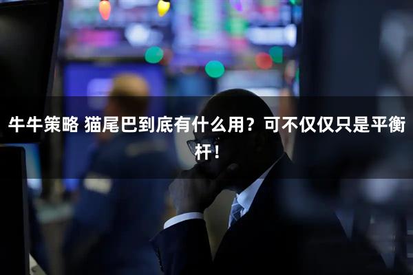 牛牛策略 猫尾巴到底有什么用？可不仅仅只是平衡杆！